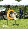  - Silver obtient son Brevet International d'Agility 